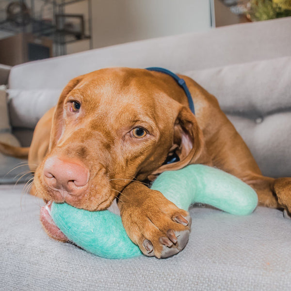Noodle Felt Dog Toy